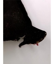 Pase Rueda Trasera Derecha